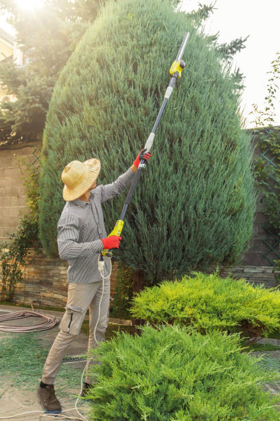 Residential Tree Removal in Hoschton, GA